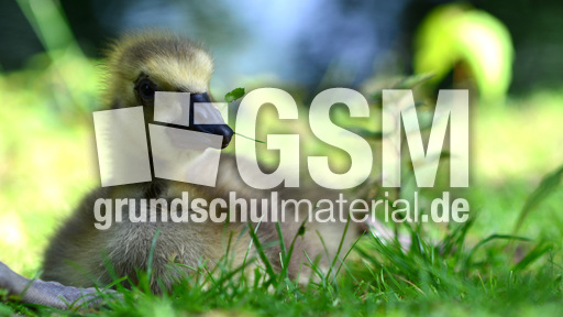 Kanadagansküken (20).jpg